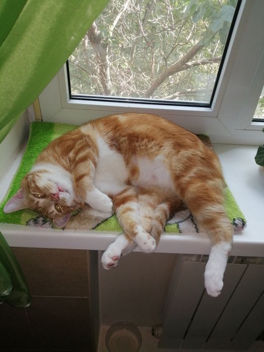 Руденький котик, хлопчик