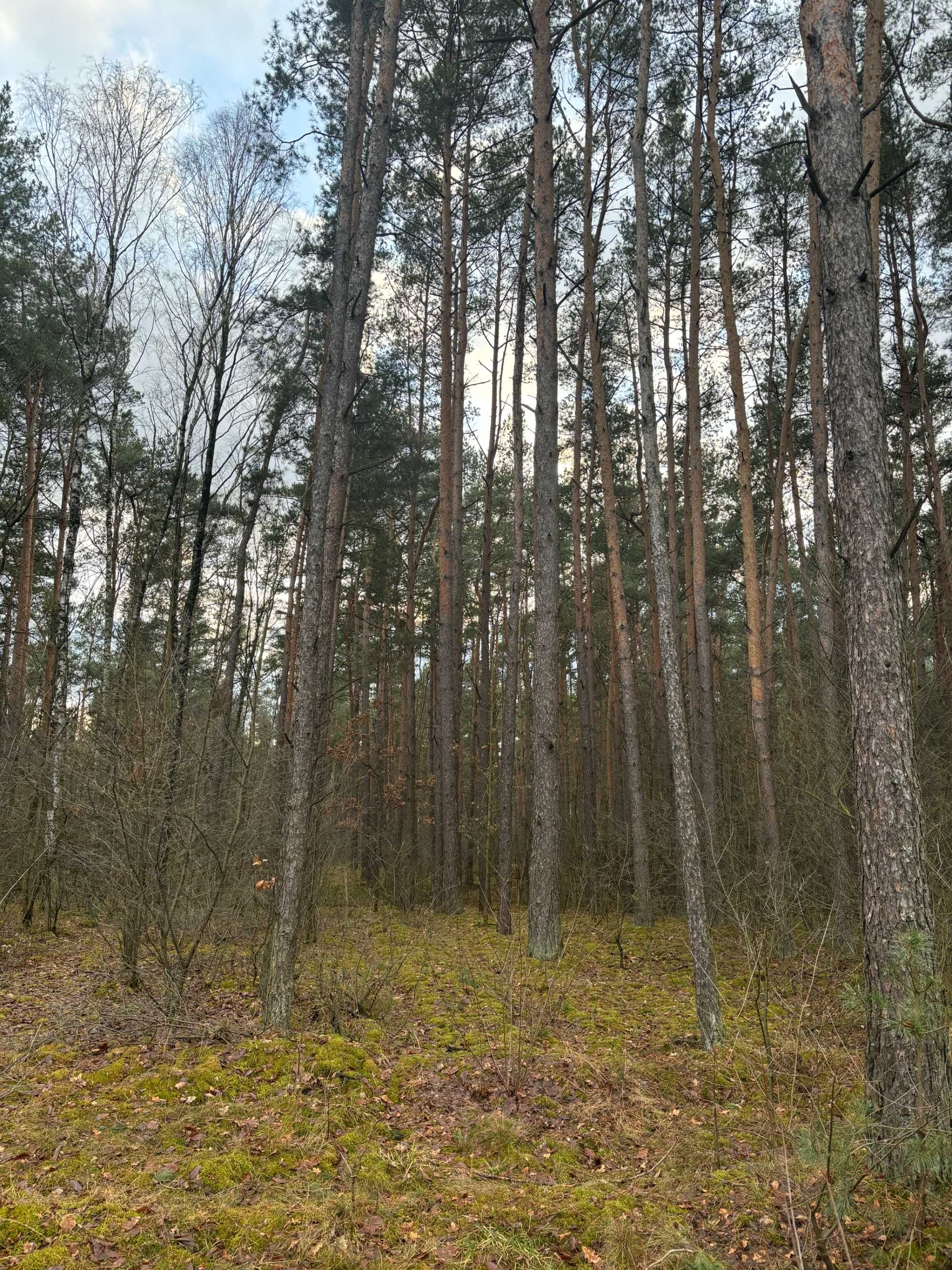 Działka leśna. Las sosnowy 80 letni, 7,5 ha, blisko 4  jeziora
