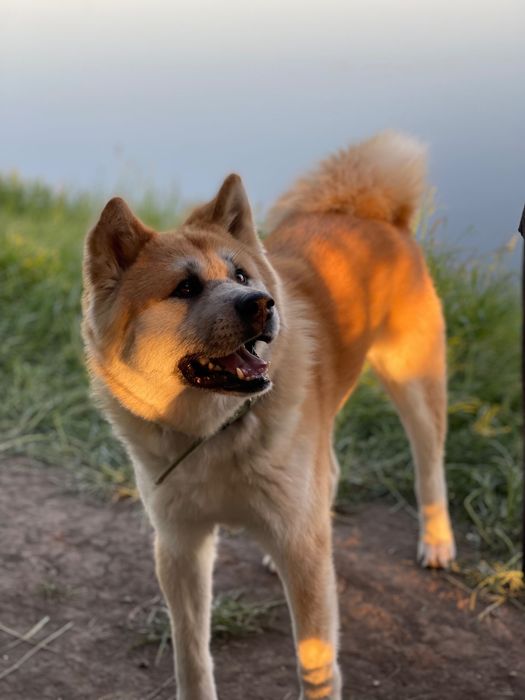 Акіта Іну, вязка