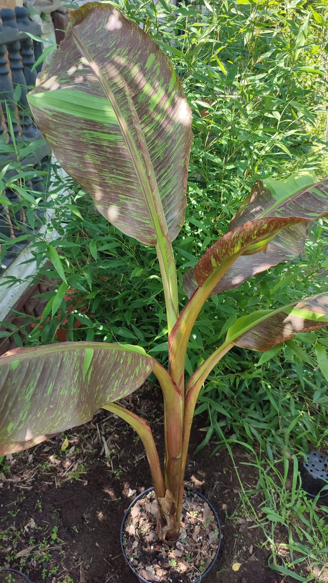 Bananowiec Musa Siam Ruby