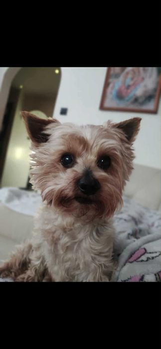 Zaginął York Rawa Mazowiecka