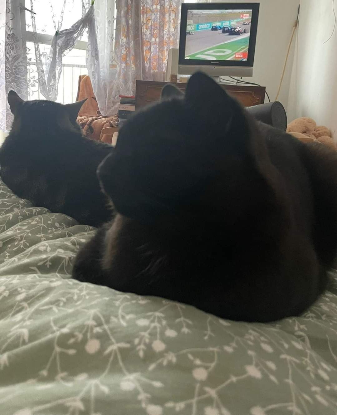 Wyjątkowy koci duet szuka domu
