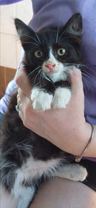 Котята в ответственные, добрые, любящие руки.