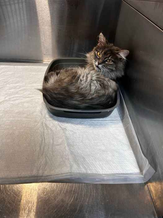 Котята в хорошие руки