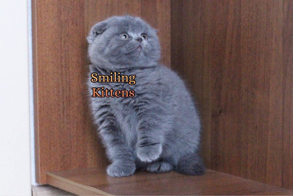 Зміни своє життя, принеси додому кошеня