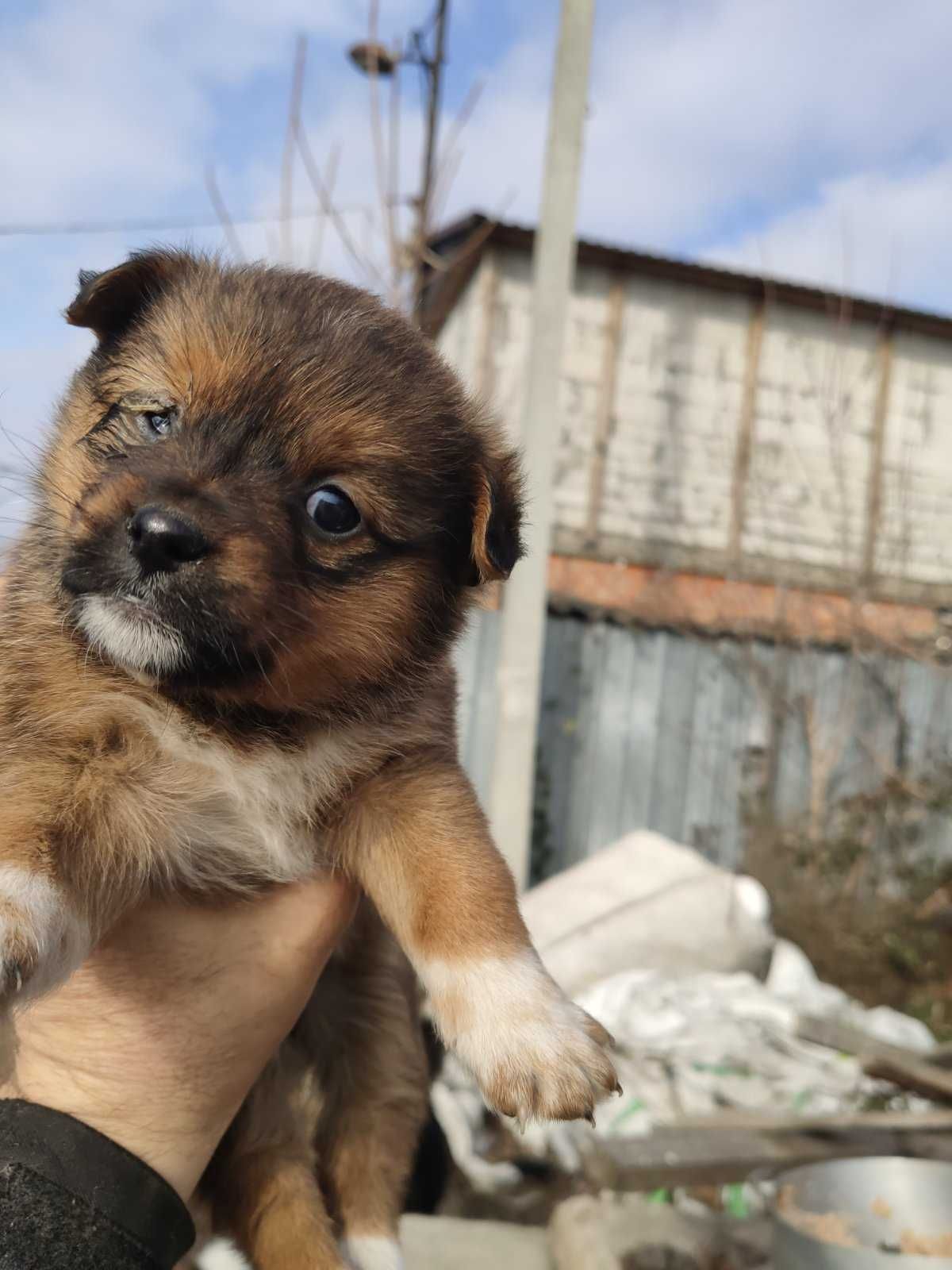 собаки яки загубились