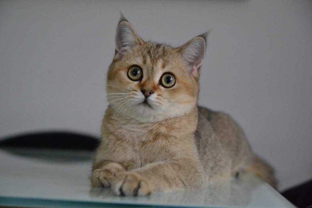 Koteczka szkocki straight z rodowodem