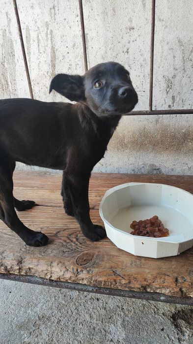 Cães bebés para adoção