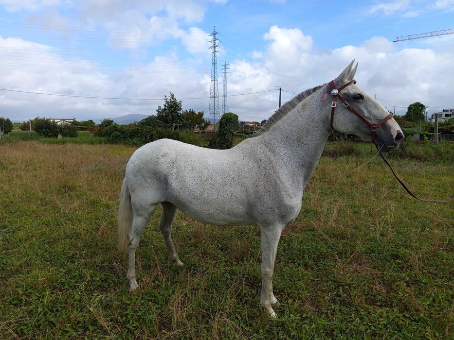 Égua Lusitana Reprodutora