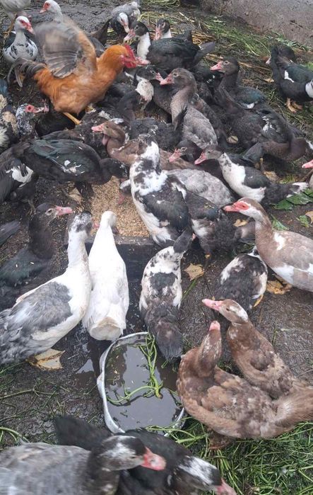 Продам індокачок