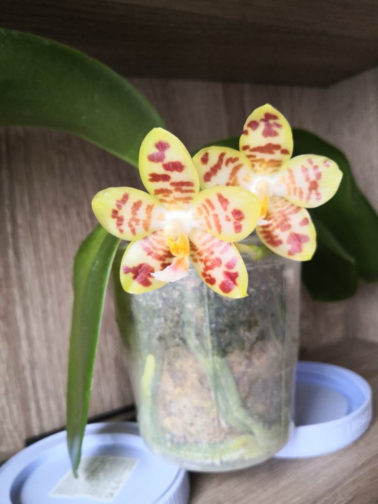 Орхидея Mituo Golden Tiger White Tiger x gigantea Ta wei
