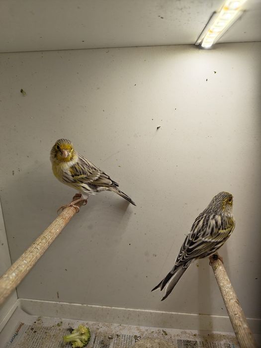 Kanarki z własnej hodowli. Samce