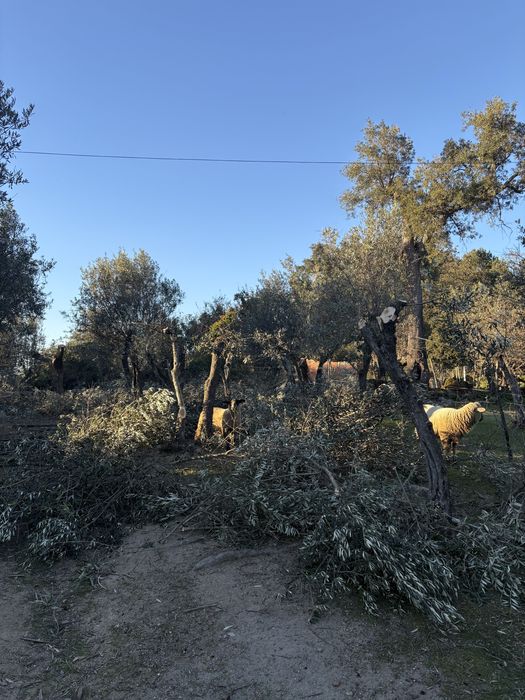 Limpeza de oliveiras