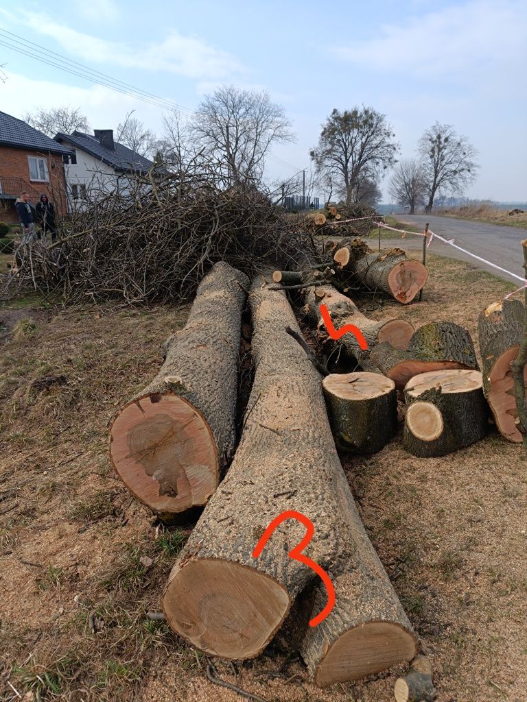 Drzewo Pień Jesiona