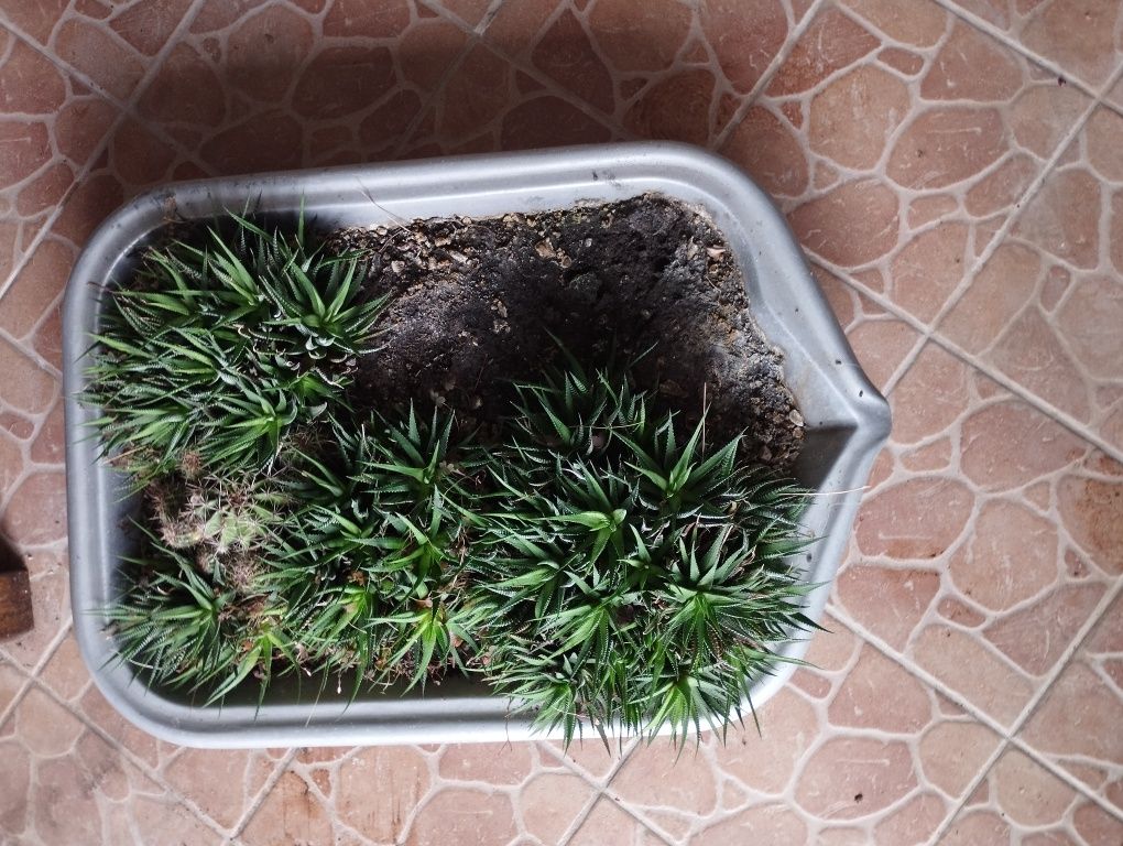 Płaska donica z sukulentami i kaktusami