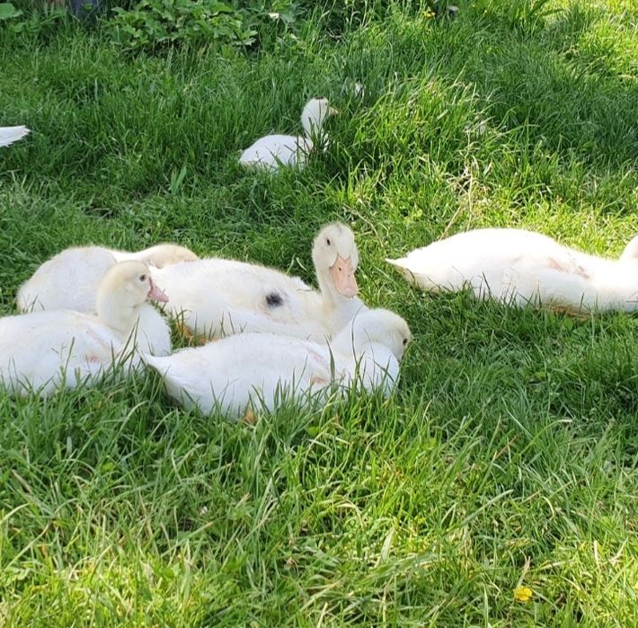 Kaczki, kaczogęsi duże mięsne, do uboju