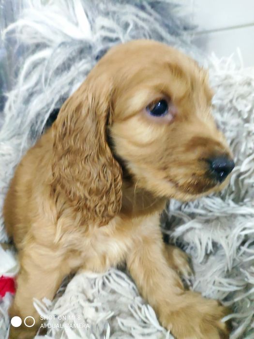Cocker spaniel pura ternura