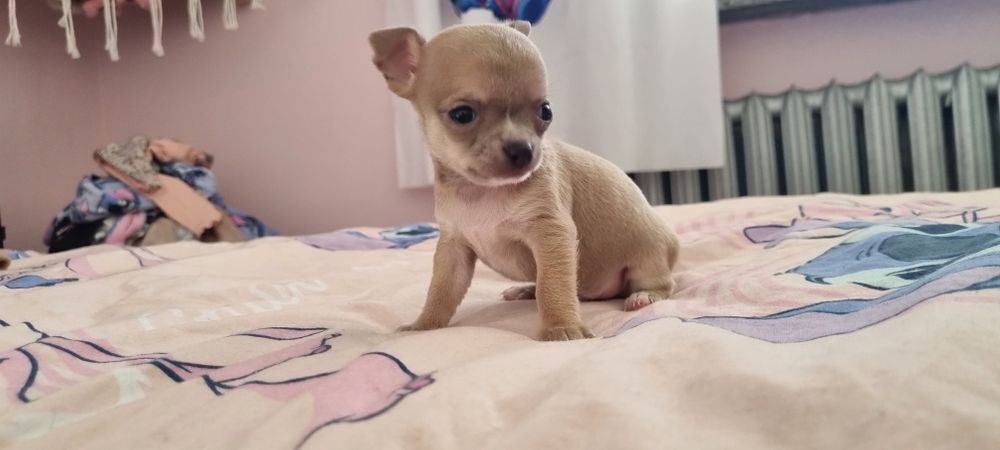 Chihuahua xs fawn  samiec rezerwacja do niedzieli