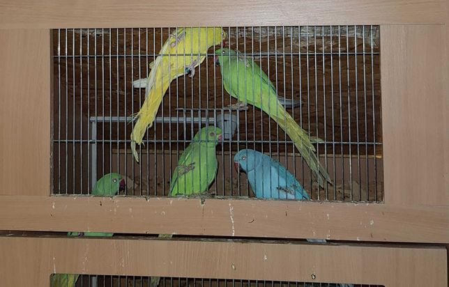 Зелені, жовті та сині ожерелові папуги