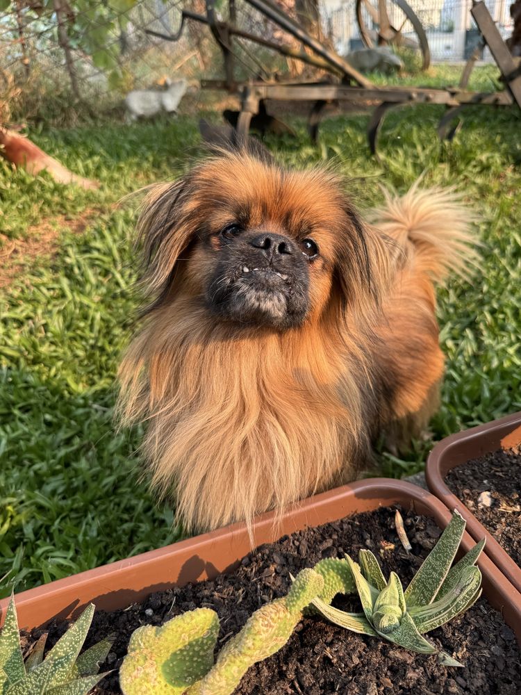 Lulu - Pequines, 2 anos