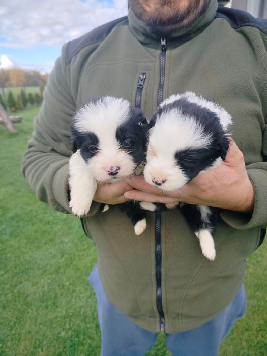 Piękne border collie