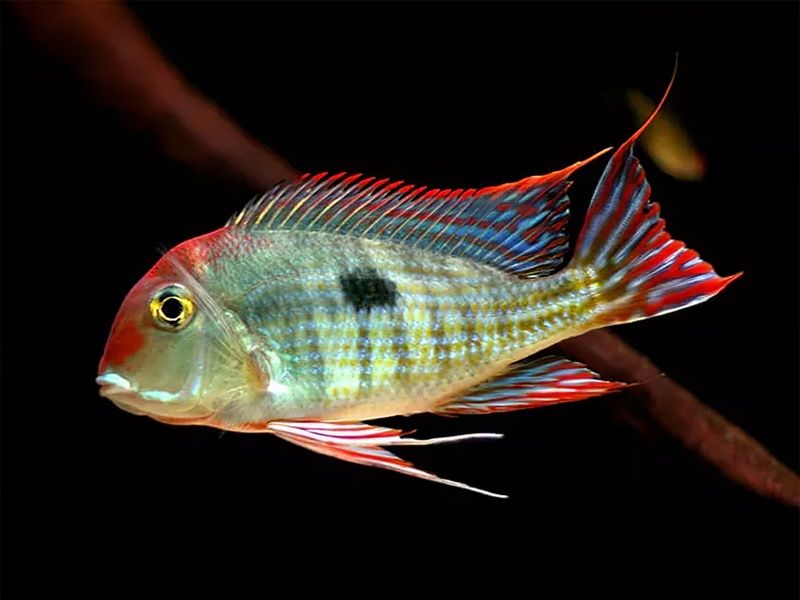 Ziemiojad Geophagus Red Head Tapajos Ziemiojady rybki akwariowe rybka