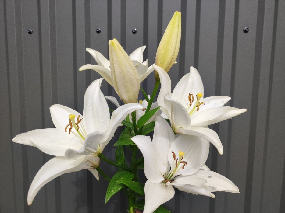 Лілії, квіти з домашнього квітника