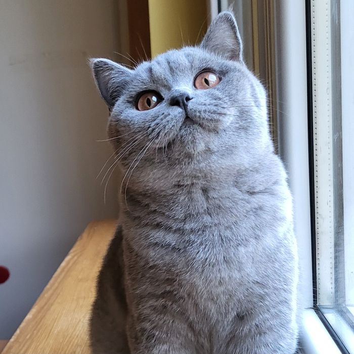 Kocięta z rodowodem FPL