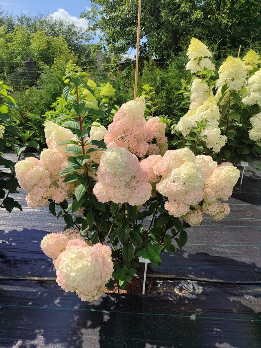 Гортензія волотиста