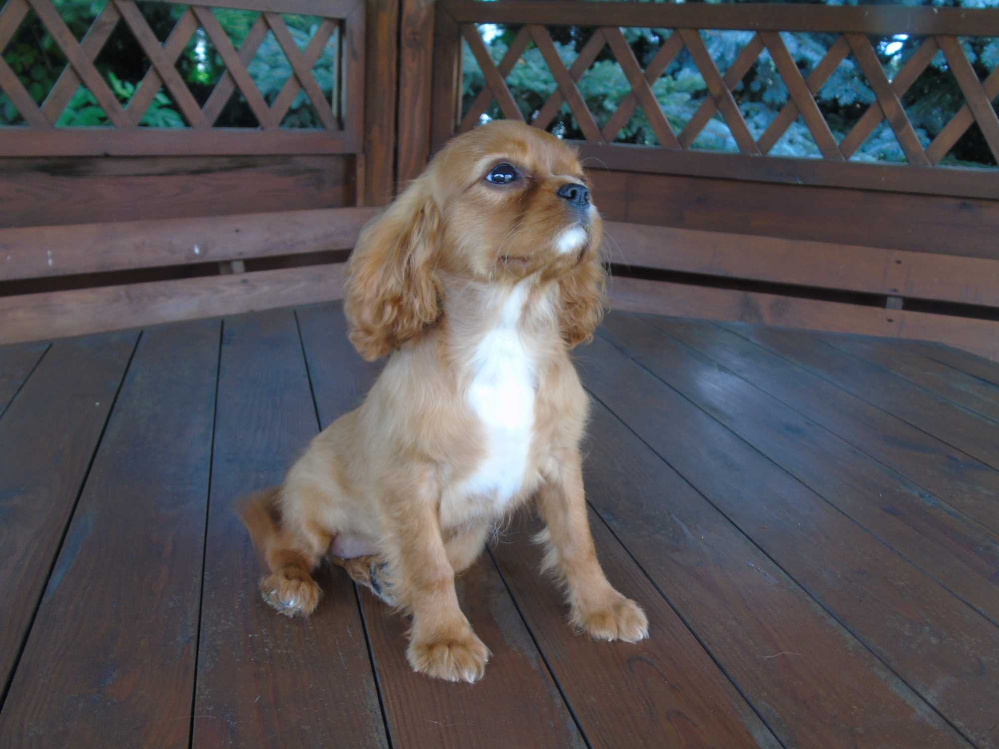 Cavalier King Charles Spaniel sunia