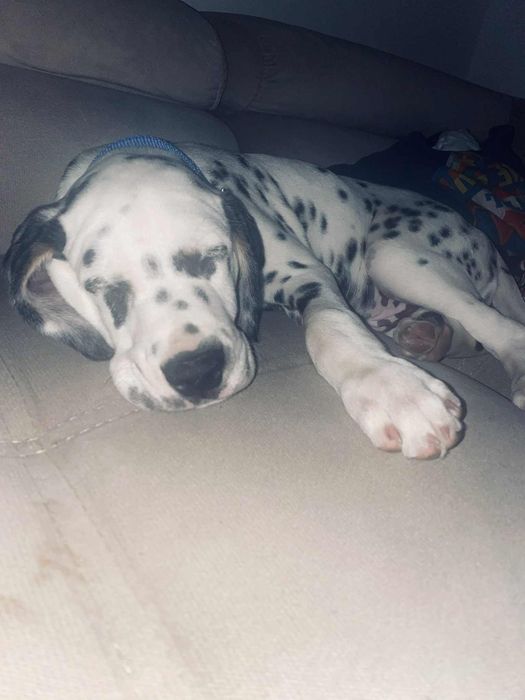 Oddam psa w dobre rece