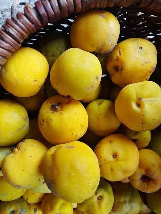 Pigwa, pigwowiec owoce ekologiczne