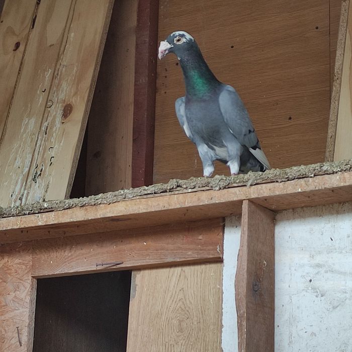 Gołębie staropolskie i rzeszowskie