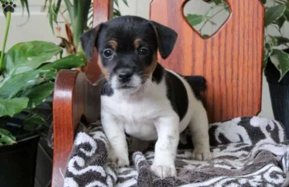 Jack Russel porte pequeno