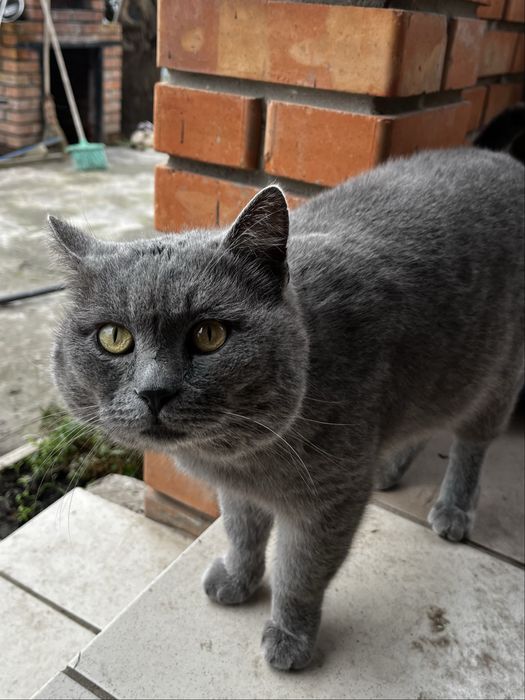 Британець Фелікс БЕЗКОШТОВНО шукає дім