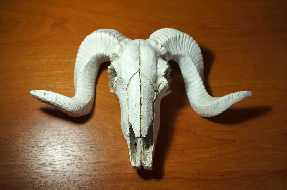 Caveira Carneiro decorativa