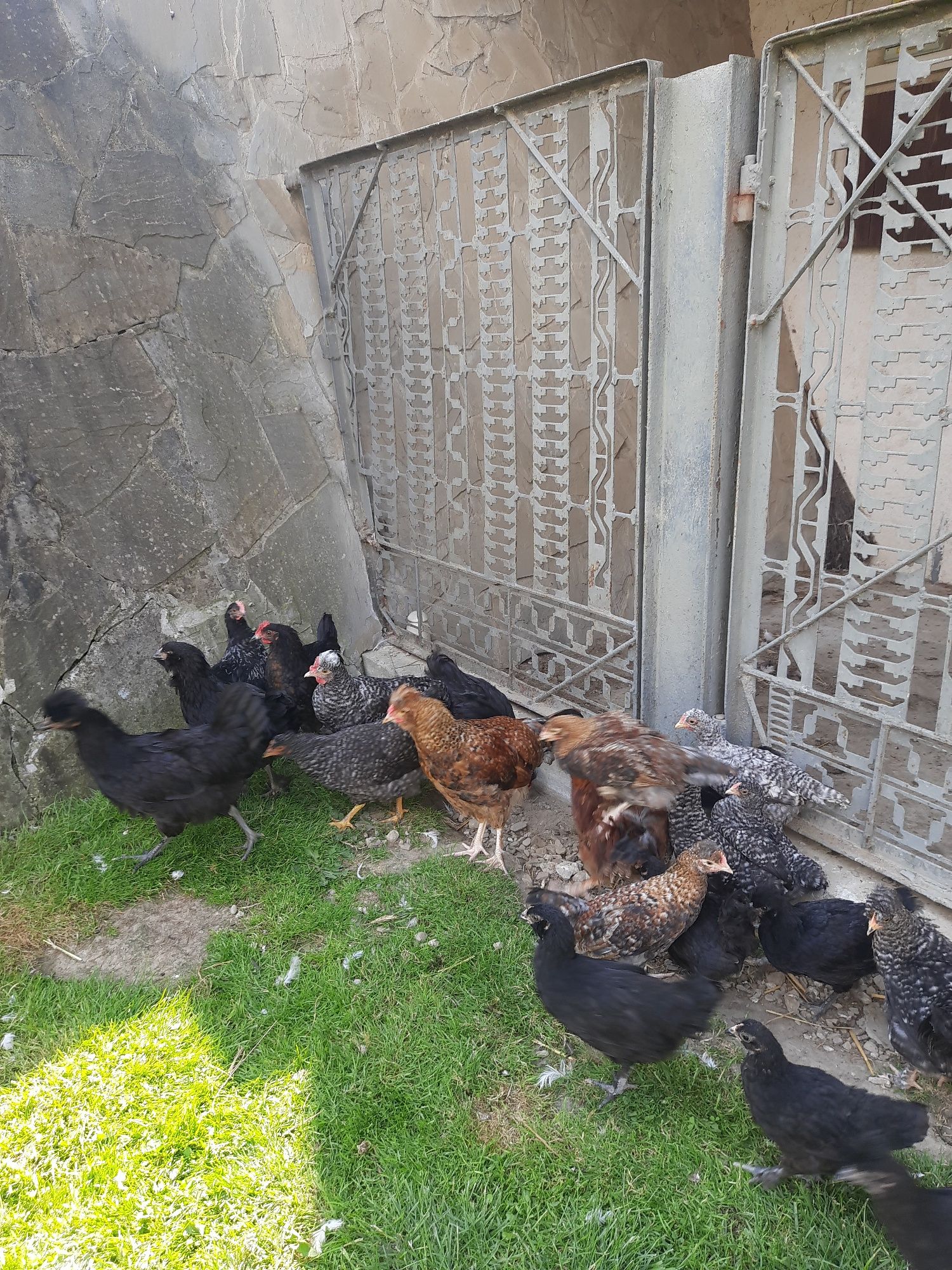 Para marans, brązowe  jajka