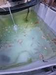 Peixes Água Fria