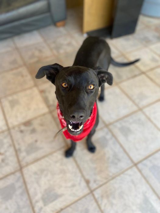 Pet Walking no Porto – Passeios com Carinho, Segurança e Atenção