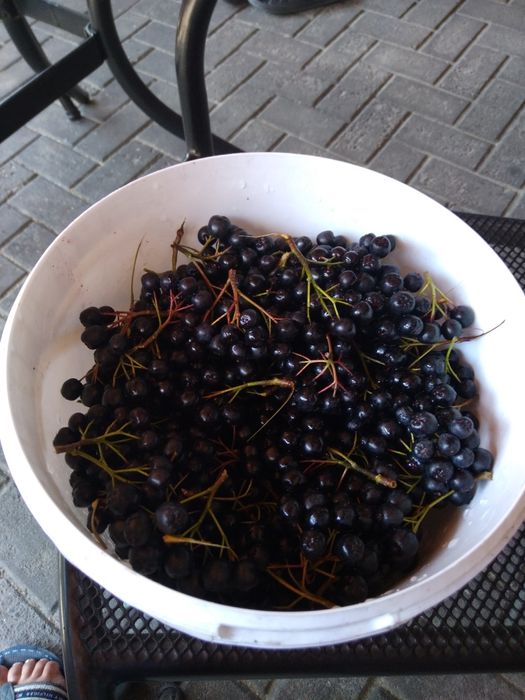 Rojnik bylina  wieloletna 4 sztuki