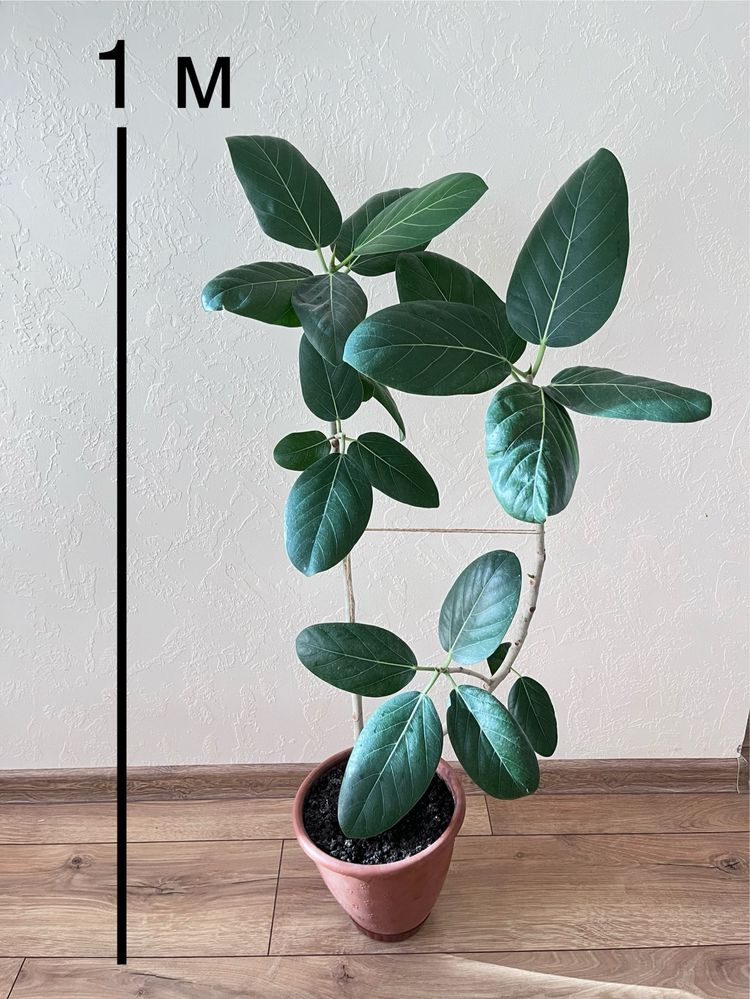 Бенгальский фикус (Баньян), фикус Одри (ficus benghalensis Audrey)