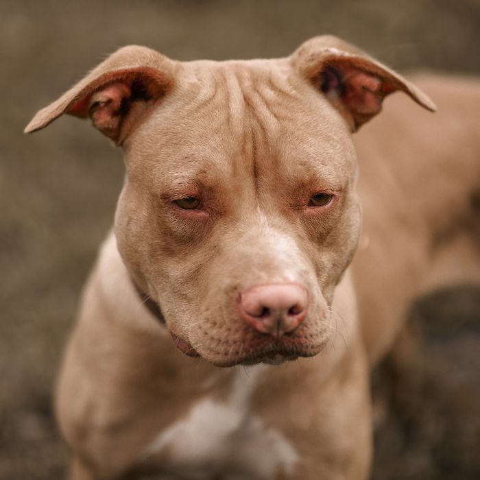 Імпортні пітбультерєри , пітбуль, Pitbull