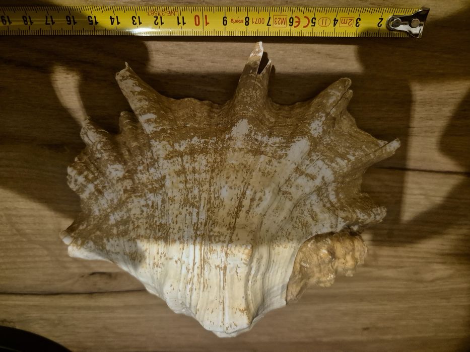 Muszla Szponiatka Lampis Truncata