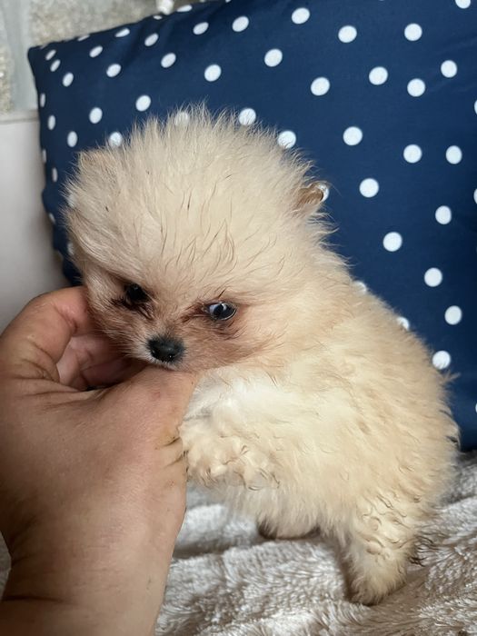 Menino lulu da pomerania