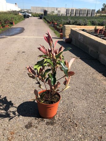 photinias, fotinias para sebes vermelha-