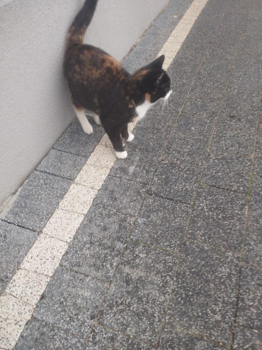 UWAGA! Zaginęła kot od małych kociąt