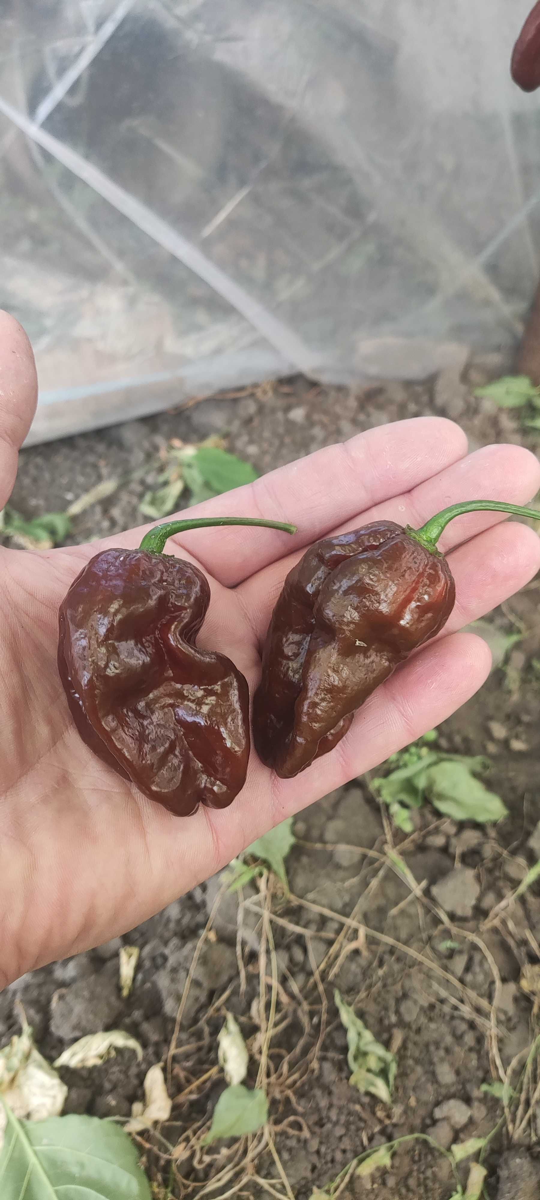 Продам насіння гострого перцю хабанеро