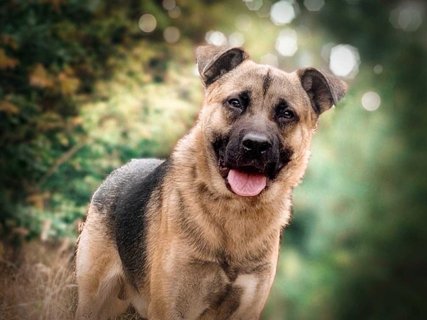 Spajki - młodziutki, wspaniały, słodziak do adopcji