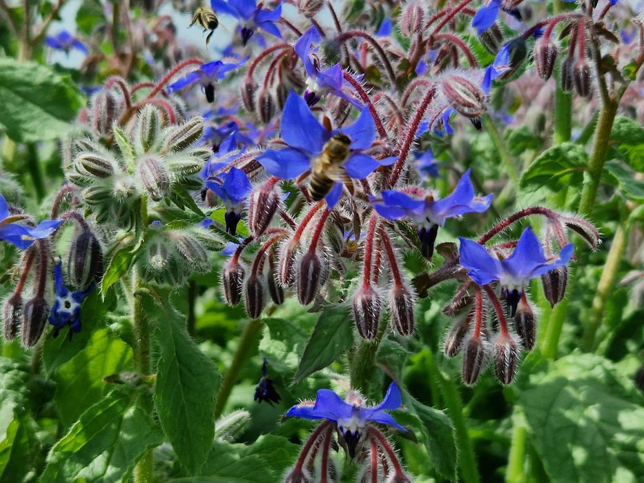 Ogórecznik lekarski nasiona miododajne rośliny miododajne