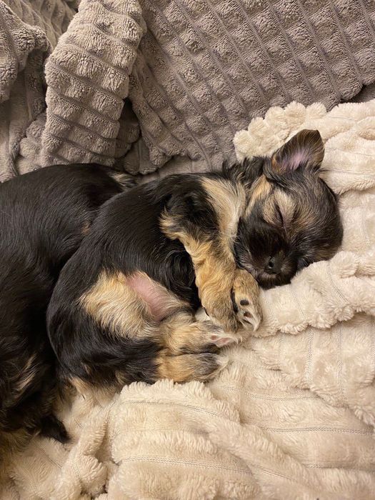 Цуценята йоркширський терьєр